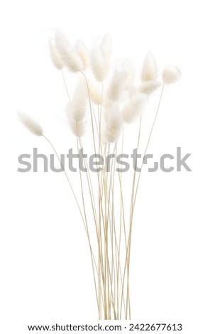 Image, Stock Photo Rabbit tail grass dry flower bouquet