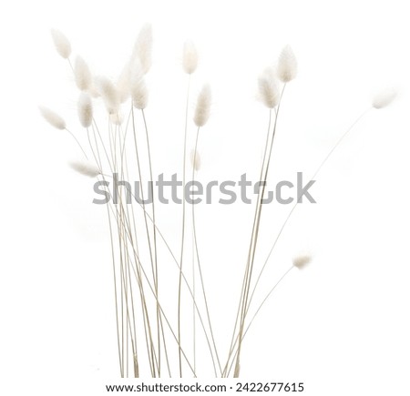 Similar – Image, Stock Photo Rabbit tail grass dry flower bouquet