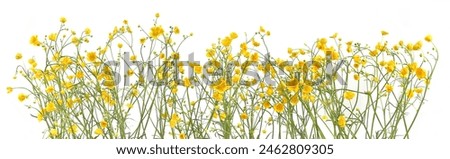 Similar – Image, Stock Photo Ranunculus flowers in a vase