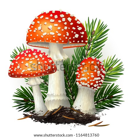 Similar – Image, Stock Photo fly agaric Mushroom