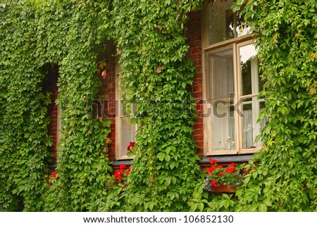Green vine growing around windows of an old building