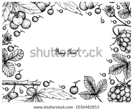 Berry Fruit, Illustration Frame of Hand Drawn Sketch of Fresh Arctic Bramble, Arctic Raspberry or Rubus Arcticus and Allophylus Edulis or Chal-Chal Fruits Isolated on White Background.