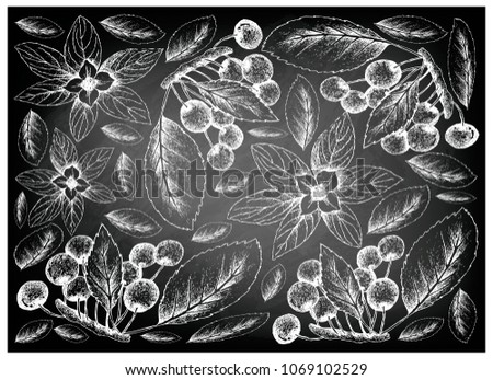 Berry Fruit, Illustration Wallpaper Background of Hand Drawn Sketch of Cherries and Bunchberry, Dwarf Cornel or Cornus Suecica Fruits on Black Chalkboard.
