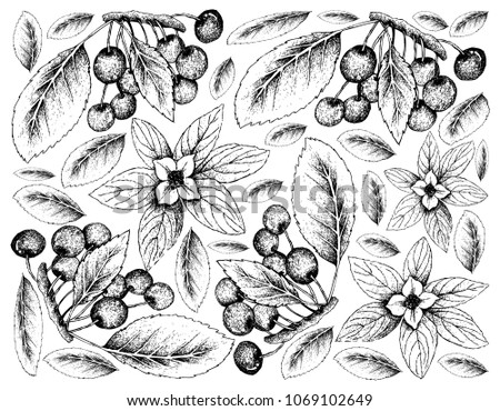 Berry Fruit, Illustration Wallpaper Background of Hand Drawn Sketch of Cherries and Bunchberry, Dwarf Cornel or Cornus Suecica Fruits.