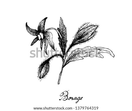 Illustration Hand Drawn Sketch of Borage Seeds and Blossoms on A Branch. The Highest Amounts of Y-Linolenic Acid or GLA of Seed Oils. Zdjęcia stock © 