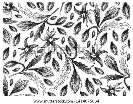 Illustration Wallpaper of Hand Drawn Sketch of Borage Seeds and Blossoms on Tree Branch. The Highest Amounts of Y-Linolenic Acid or GLA of Seed Oils. Zdjęcia stock © 