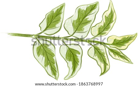 Ecological Concept, Illustration of Asystasia Gangetica, Chinese Violet, Coromandel, Creeping Foxglove or Asystasia Leaves Isolated on A White Background.

