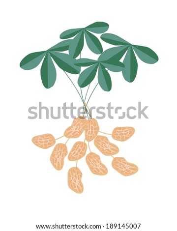 Vegetable and Fruit, An Illustration of Fresh Peanuts or Groundnut with Groundnut Plants With Groundnuts And Roots, Good Source of Dietary Fiber, Vitamins and Minerals. 