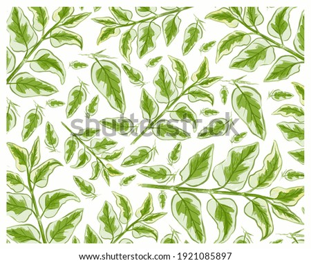 Ecological Concept, Illustration Background of Asystasia Gangetica, Chinese Violet, Coromandel, Creeping Foxglove or Asystasia Leaves.
