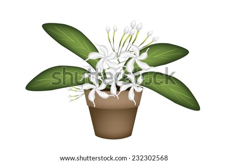 Beautiful Flower, Illustration of Lovely White Common Gardenias or Cape Jasmine Flowers in Terracotta Flower Pot for Garden Decoration.