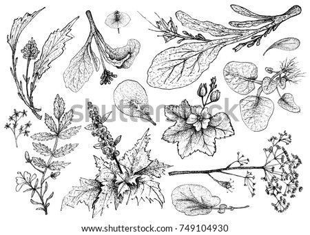 Vegetable Salad, Illustration of Hand Drawn Sketch Delicious Fresh Green Leafy and Salad Vegetable Isolated on White Background. Stok fotoğraf © 