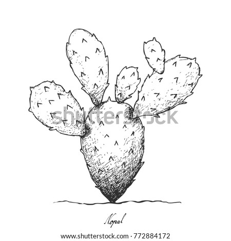 nopal dibujo png png image nopal png stunning free transparent png clipart images free download nopal dibujo png png image nopal png