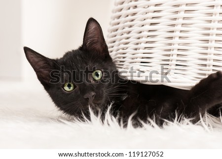 black cat  on the white background