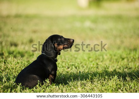 black beauty puppy on the grass in park