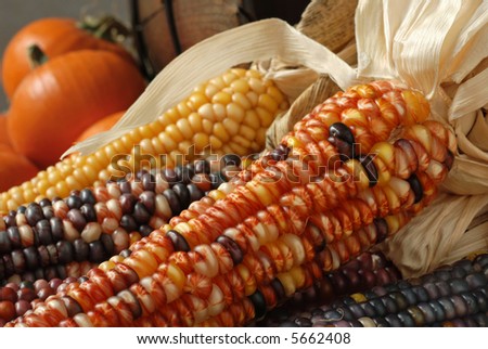 Autumn still-life of Indian corn with wooden bucket and miniature pumpkins in the background.  Close-up with natural lighting and shallow dof