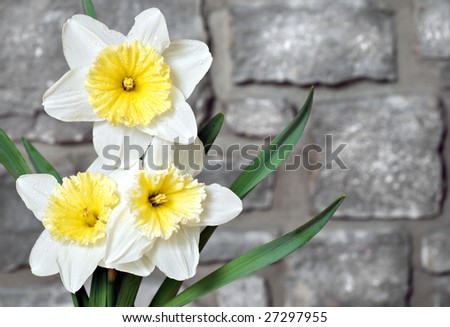 Spring daffodils with water droplets against a stone wall background.  Macro with shallow dof.
