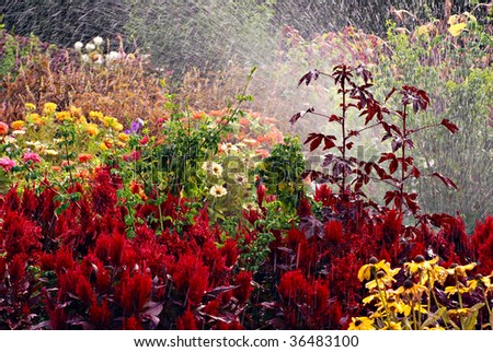 Late summer flower garden with sprinkler spraying water for abstract effect.