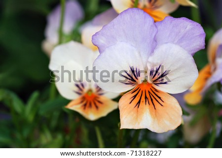 Beautiful tiny tricolored violas ( Heartsease or Johnny Jump Ups) Macro with shallow dof.