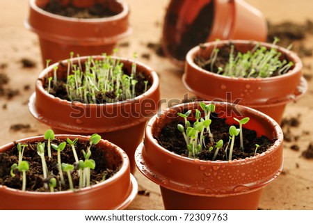 Freshly germinated herb seedlings in tiny 2 inch starter pots with water droplets.  Macro with shallow dof.