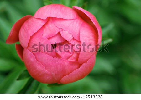 Similar – Image, Stock Photo bud of peony just before development