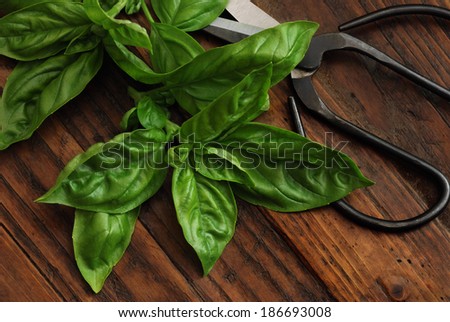 Fresh basil leaves with vintage scissors on rustic dark wood background.  Low key still life with directional natural lighting for effect.