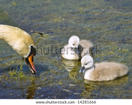 Two little swans with parent on the water