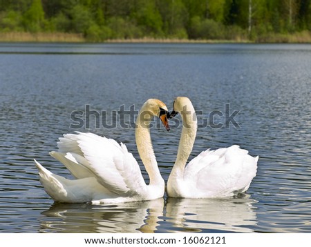 Two white swans in love emotions at the lake
