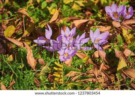 Similar – Image, Stock Photo Crocus anthesis bloom