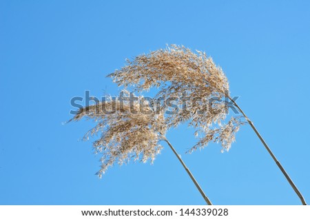 Two Stems Of The Reed Against The Blue Sky