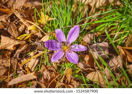 Similar – Image, Stock Photo Crocus anthesis bloom