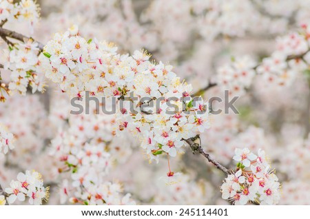 Cherry Blossom (Shallow DOF)