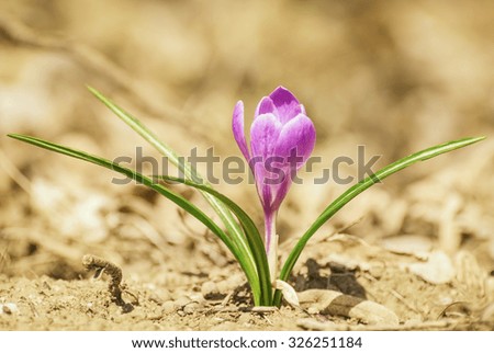 Similar – Image, Stock Photo Crocus anthesis bloom