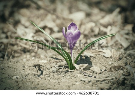 Similar – Image, Stock Photo Crocus anthesis bloom