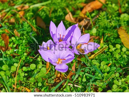 Similar – Image, Stock Photo Crocus anthesis bloom