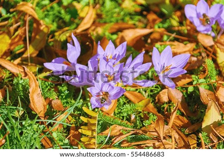 Similar – Image, Stock Photo Crocus anthesis bloom