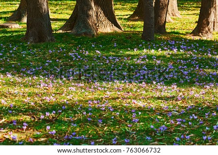 Similar – Image, Stock Photo Crocus anthesis bloom