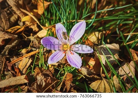 Similar – Image, Stock Photo Crocus anthesis bloom