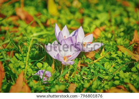 Similar – Image, Stock Photo Crocus anthesis bloom