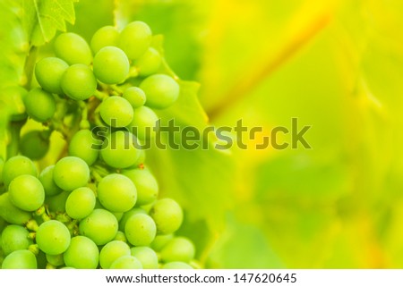 Green cluster of wine ripening, shot in the middle of summer, during hot and sunny day