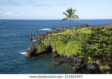 Maui coastal palm tree along road to Hana. Palm trees are found all over the Hawaiian Islands.