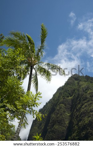 Palm tree sways in the breeze in the Iao Valley in West Maui Mountains, Hawaii.