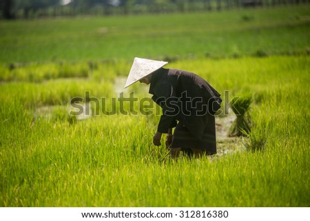 farmer working plant rice in farm of Thailand southeast asia