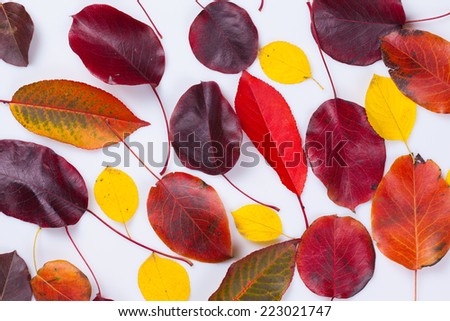 collection beautiful colorful autumn leaves on white background
