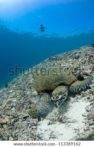 Beautiful young woman snorkels above a sea turtle in Bali, Indonesia