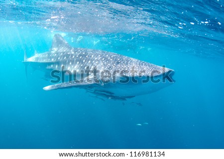 Whale shark feeds near the surface.
