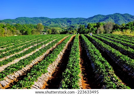 Vegetables field on hill, Thailand