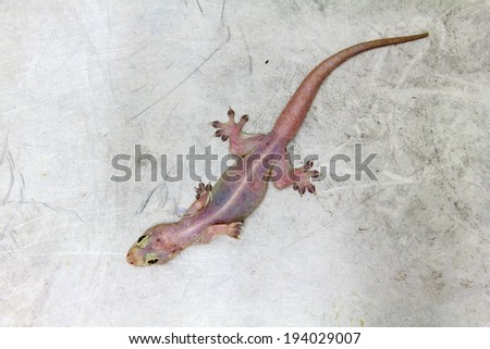 House lizard - gekco on the metal floor