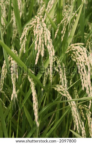 Rice stems and rice grains