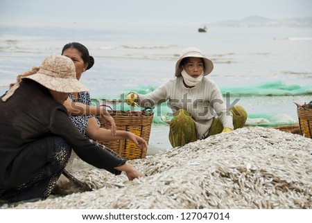 MUI NE, VIETNAM - NOVEMBER 3: Unidentified Vietnamese women sort  new catch out on the beach in Mui Ne, Vietnam on November 3, 2008. For most of Vietnamese seafood is main source of livelihood.
