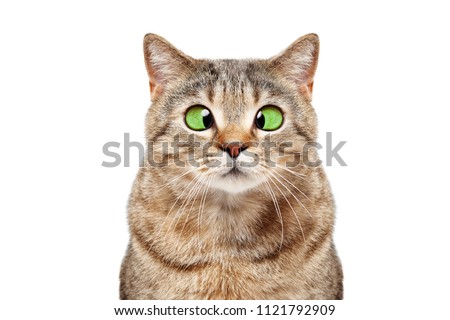Portrait of a funny cross-eyed cat Scottish Straight isolated on white background Сток-фото © 